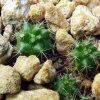 Mammillaria _grusonii _WH14a _11